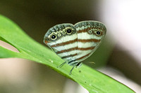 Euptychia pegasus-0228