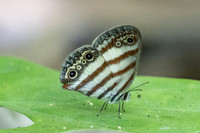 Euptychia pegasus-0225