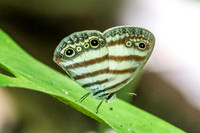 Euptychia pegasus-0238