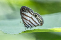 Euptychia pegasus-0223