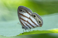 Euptychia pegasus-0220