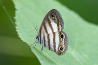 Euptychia pegasus-0214