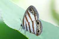 Euptychia pegasus-0216