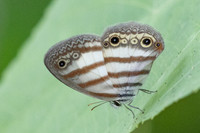 Euptychia pegasus-0212