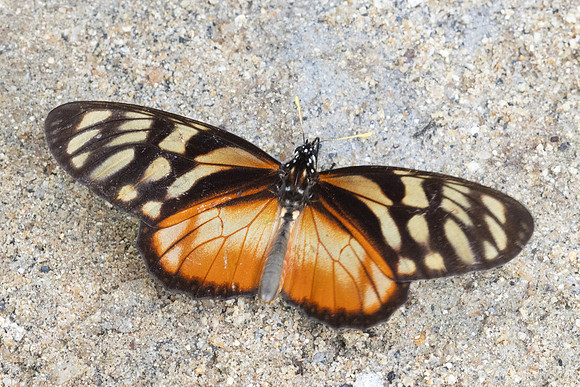 Lycorea ilione-4644