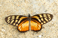Lycorea ilione-4643
