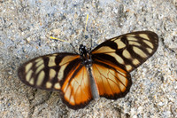 Lycorea ilione-26