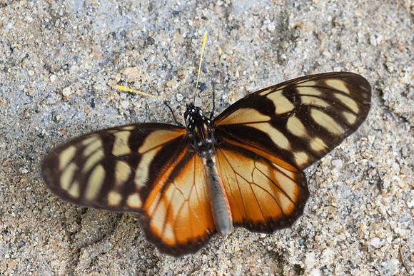 Lycorea ilione-26