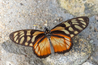 Lycorea ilione-4631