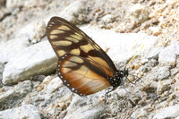 Lycorea ilione-11