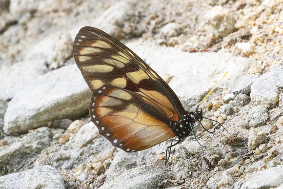Lycorea ilione-11