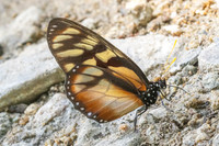 Lycorea ilione-15