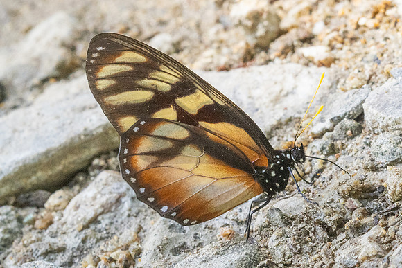 Lycorea ilione-15