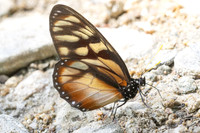 Lycorea ilione-22