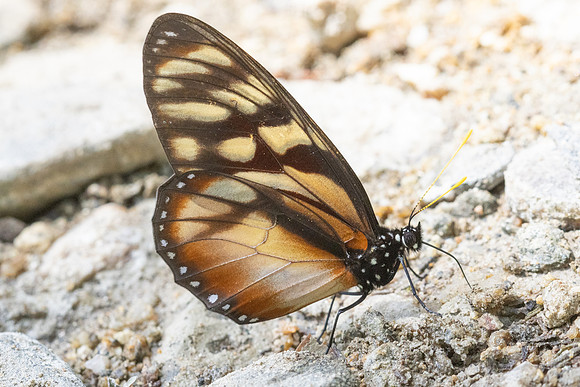 Lycorea ilione-22