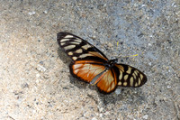 Lycorea ilione-4636