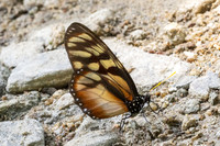 Lycorea ilione-9