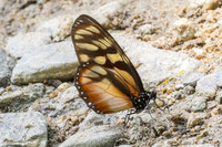 Lycorea ilione