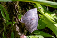 Menphis moruus-4984