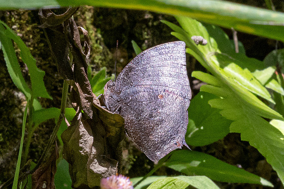 Menphis moruus-4984