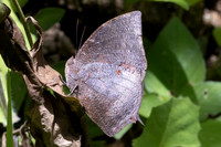 Menphis moruus-4992