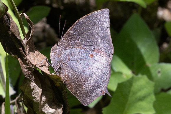 Menphis moruus-4992