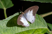 pareuptychia ocirrhoe-4150