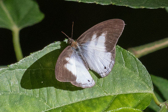 pareuptychia ocirrhoe-4150