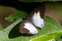 pareuptychia ocirrhoe-4157