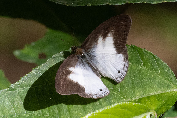 pareuptychia ocirrhoe-4157