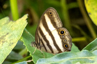pareuptychia ocirrhoe-4166
