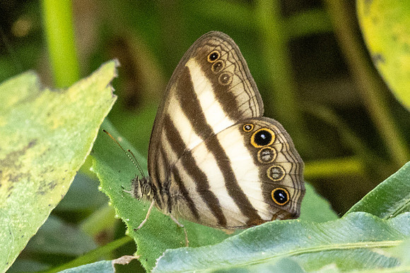 pareuptychia ocirrhoe-4166