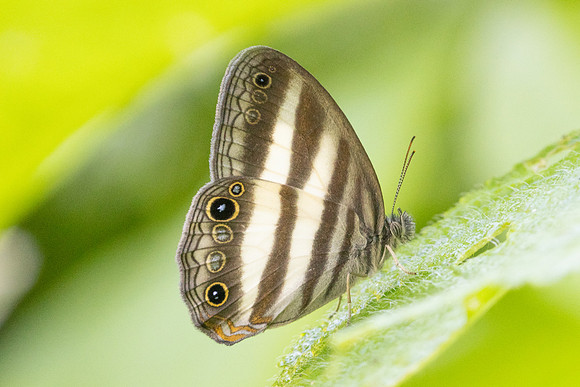 Pareuptychia ocirrhoe-1092