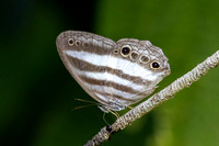 Pareuptychia ocirrhoe-1071