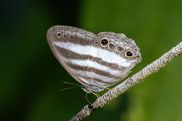 Pareuptychia ocirrhoe-1071