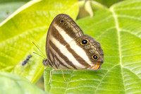 Pareuptychia ocirrhoe-1085