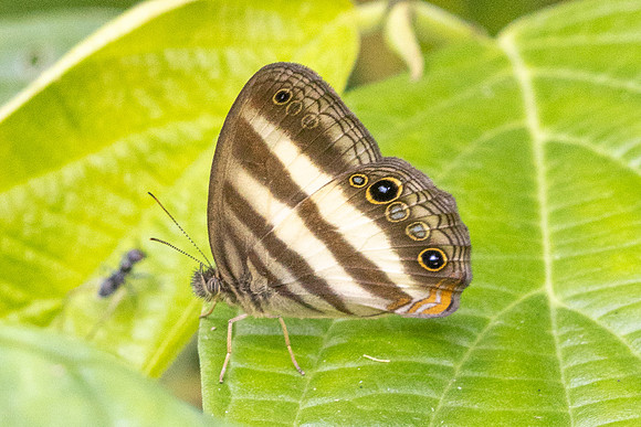 Pareuptychia ocirrhoe-1085