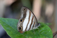 Pareuptychia ocirrhoe-0880