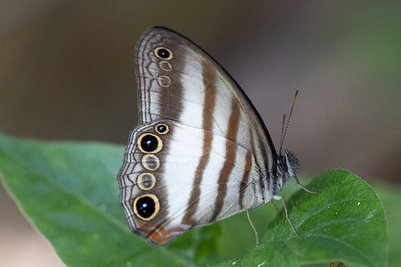 Pareuptychia ocirrhoe-0888