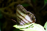 Pareuptychia ocirrhoe-0105