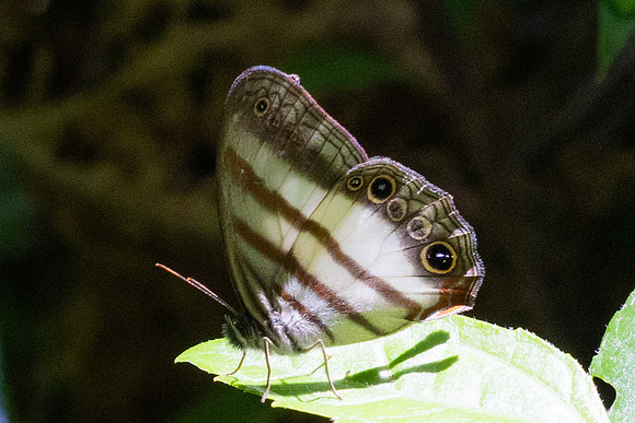 Pareuptychia ocirrhoe-0105
