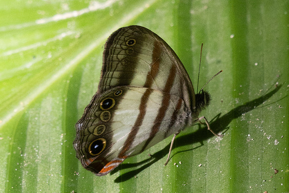 Pareuptychia ocirrhoe-0104