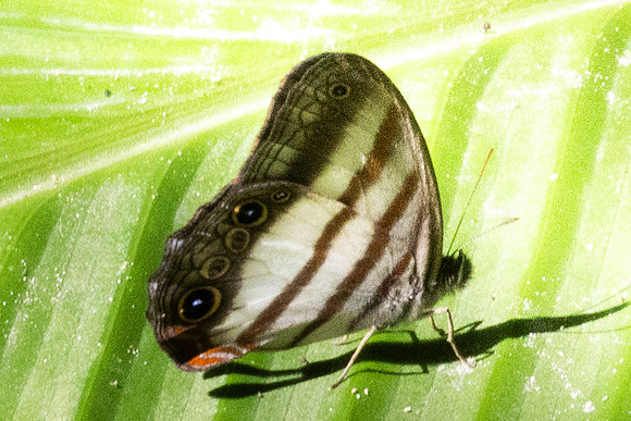 Pareuptychia ocirrhoe id--0098