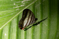 Pareuptychia ocirrhoe-0103