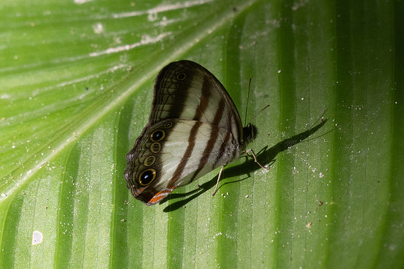 Pareuptychia ocirrhoe-0103