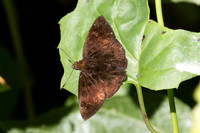 Pareuptychia ocirrhoe id--0092