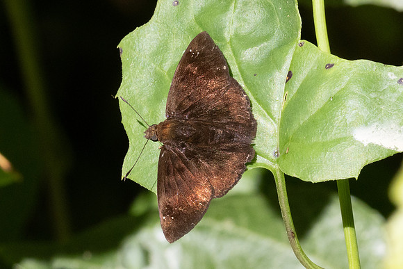 Pareuptychia ocirrhoe id--0092