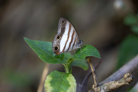 Pareuptychia ocirrhoe-0904