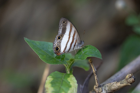 Pareuptychia ocirrhoe-0904