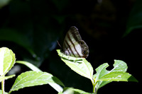 Pareuptychia ocirrhoe-0115